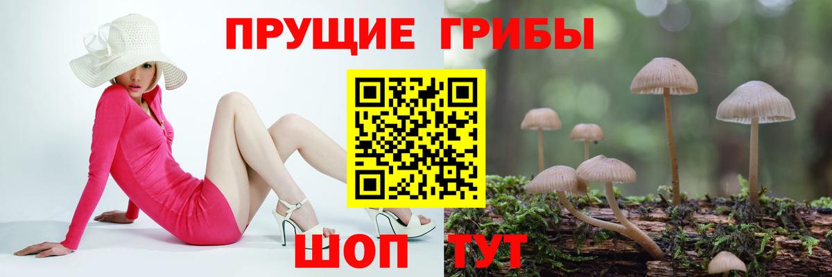 Галлюциногенные грибы Psilocybine cubensis Волгодонск